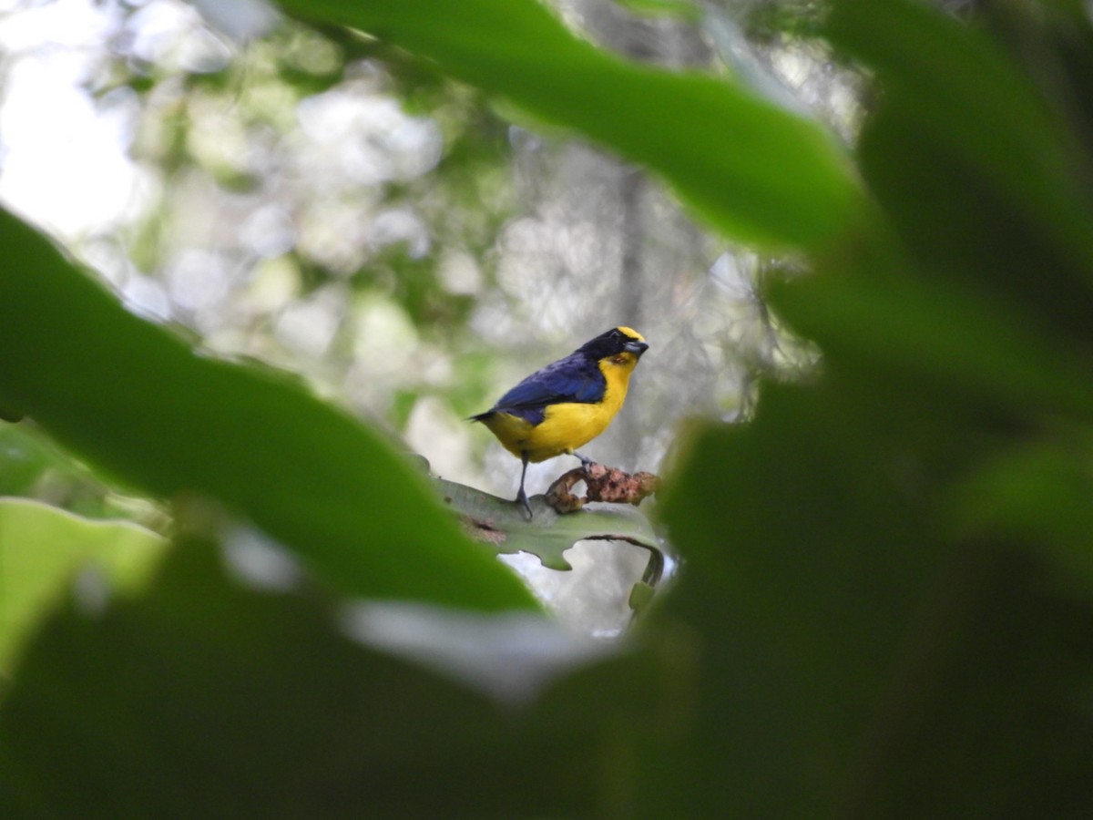 Thick-billed Euphonia - ML180346381