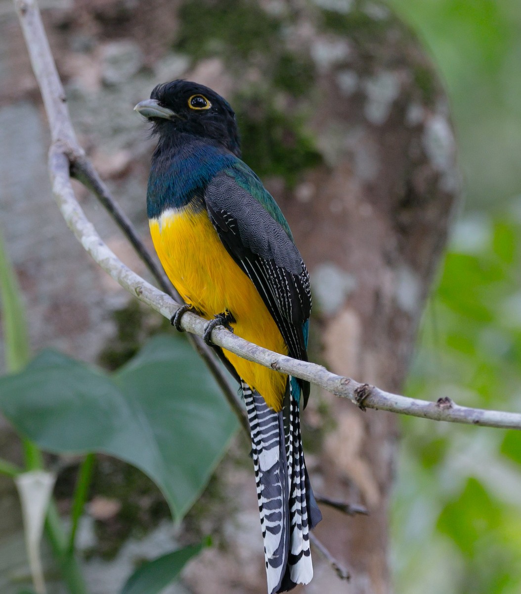 Gartered Trogon - ML180346461