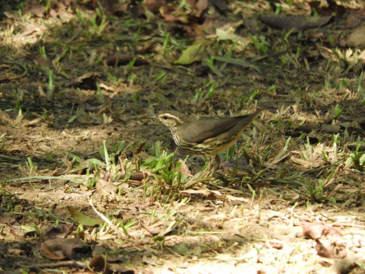 Northern Waterthrush - ML180346471