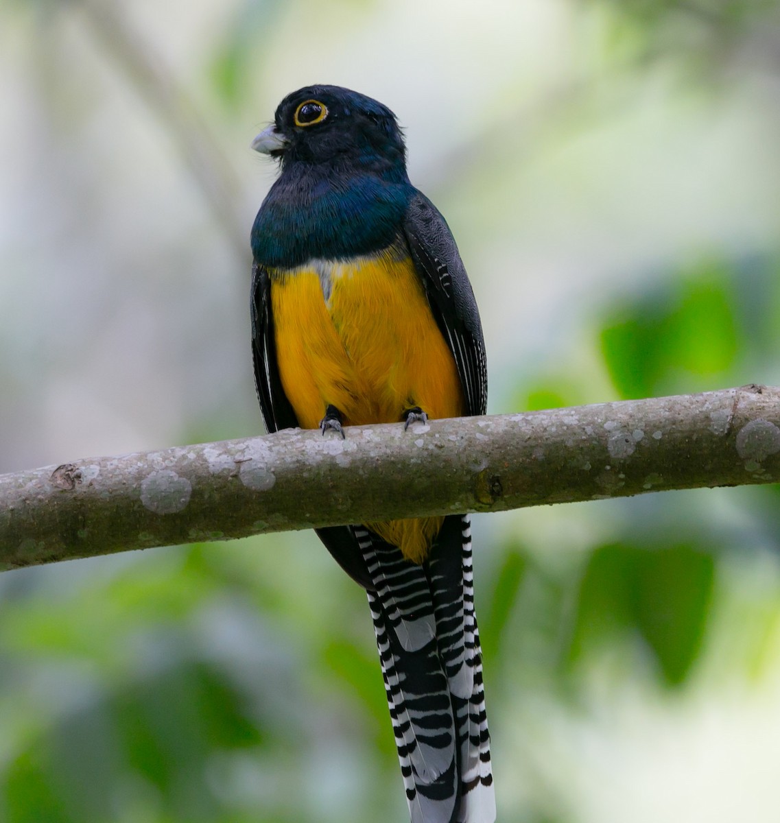 Gartered Trogon - ML180346481