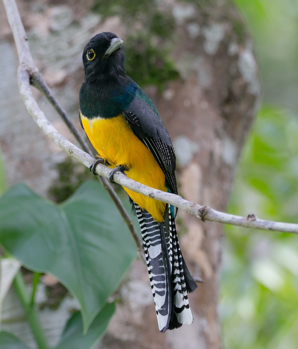 Gartered Trogon - ML180346491