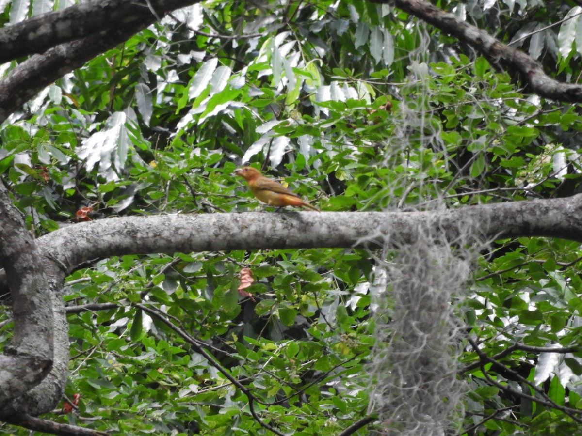 Summer Tanager - ML180346511