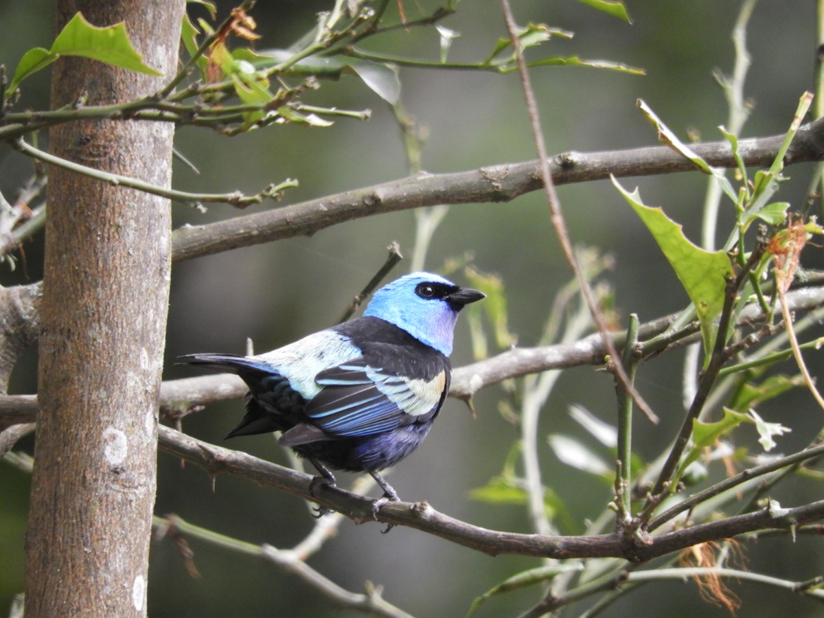 Blue-necked Tanager - ML180346541