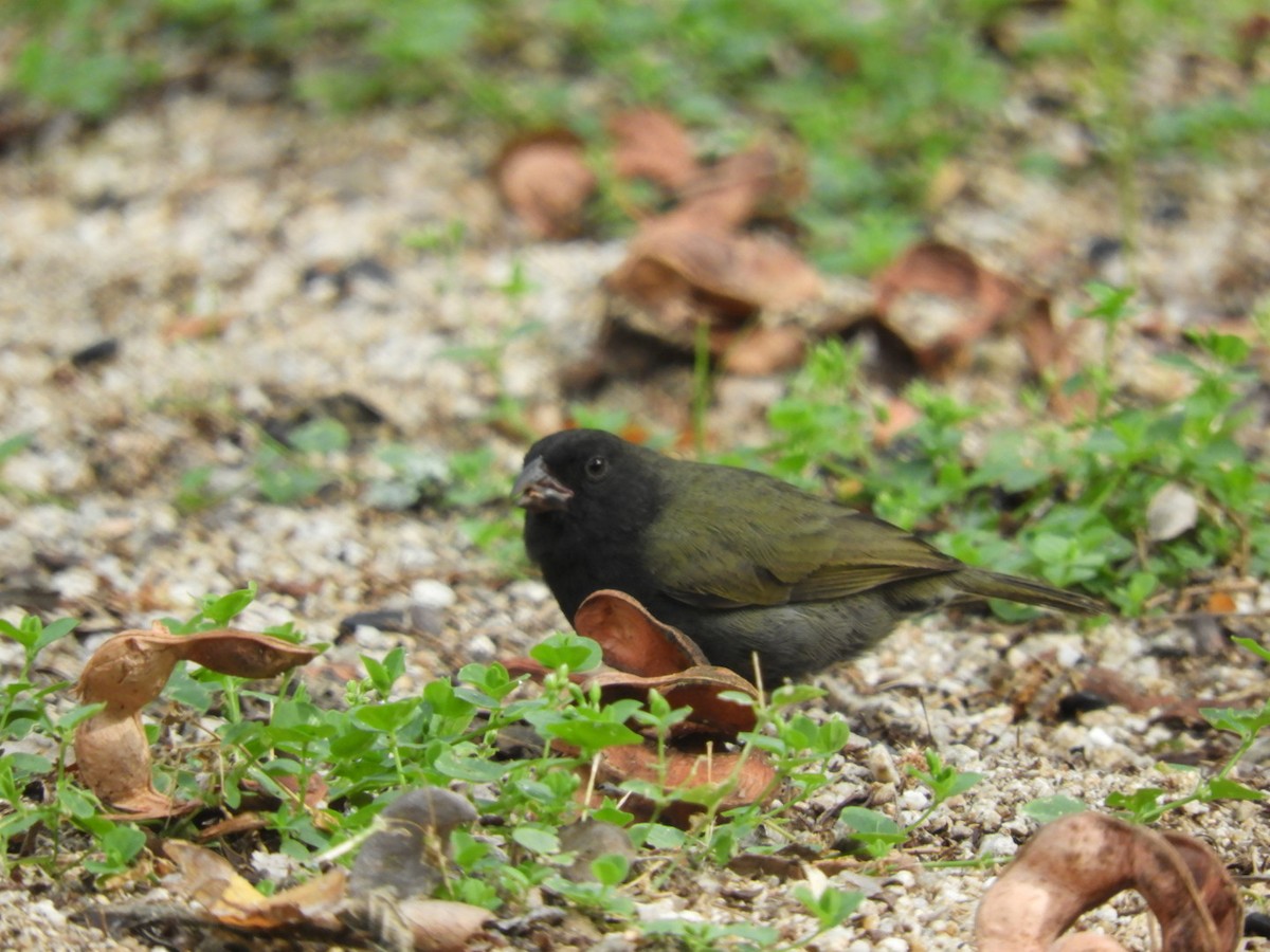 Black-faced Grassquit - ML180346621