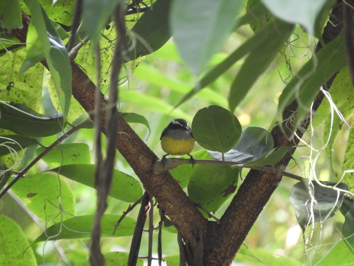 Bananaquit - ML180346691