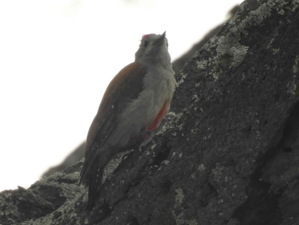 African Gray Woodpecker - ML180347011