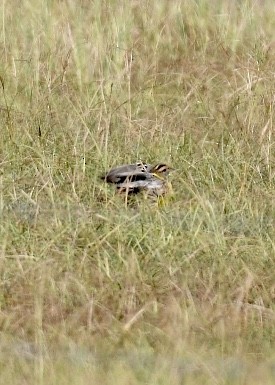 Eastern Meadowlark - ML180348021