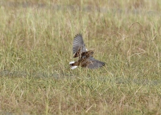 Eastern Meadowlark - ML180348031