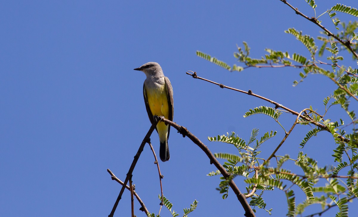 Western Kingbird - Nick Pulcinella