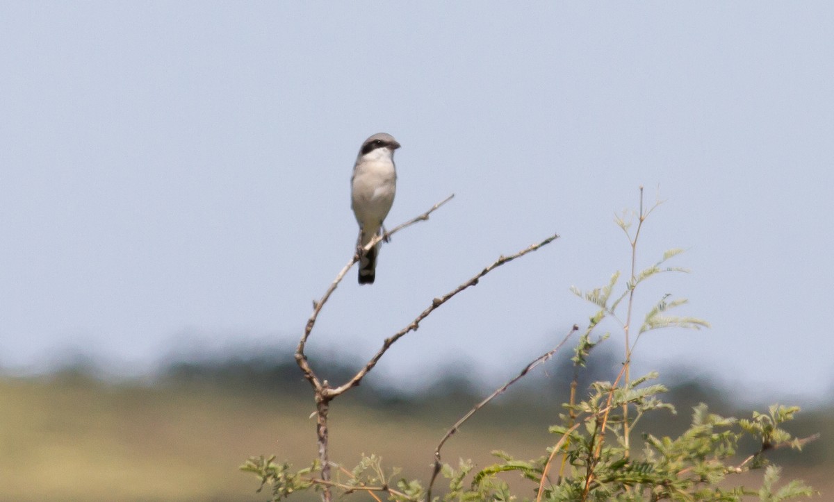 Loggerhead Shrike - ML180348571