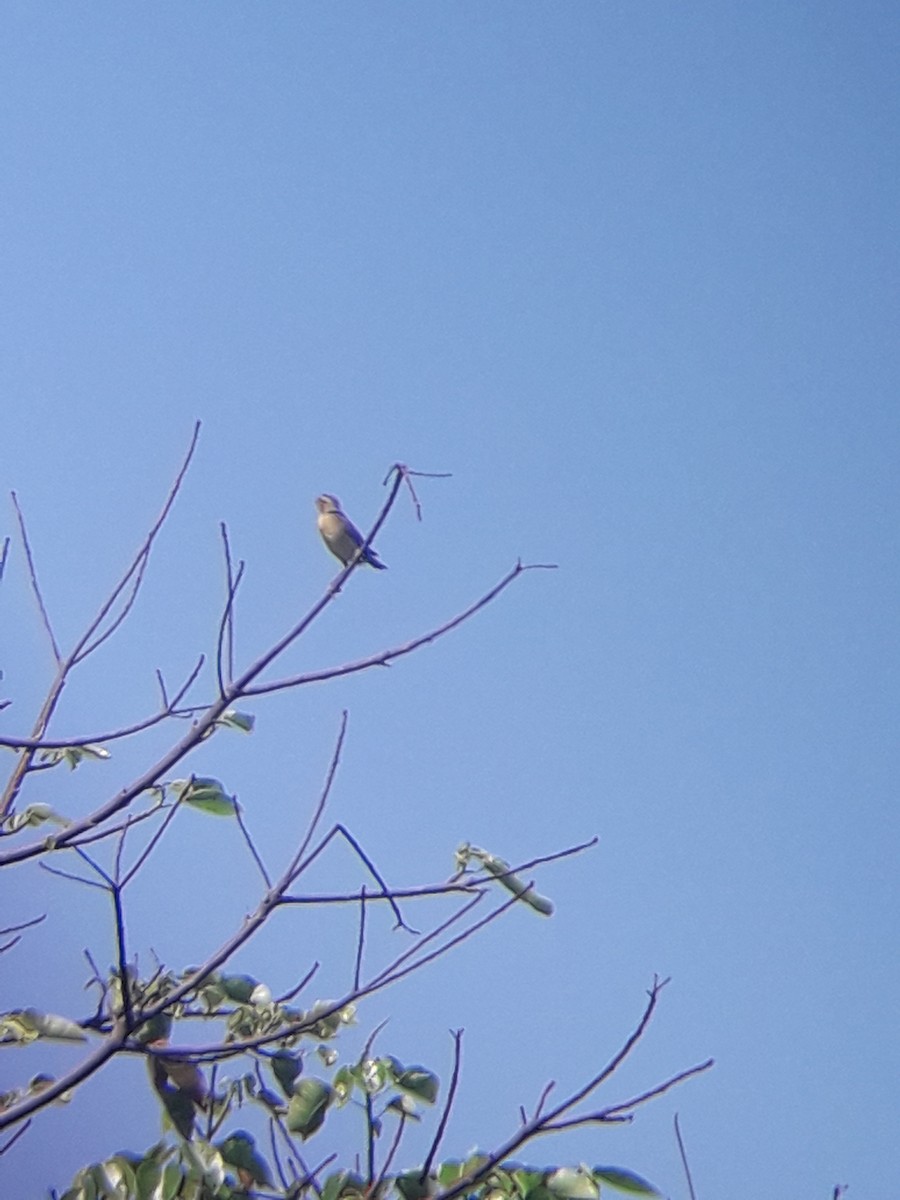 Bobolink - vaughan francis