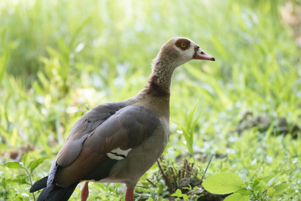 Egyptian Goose - Raymond  Birkelund