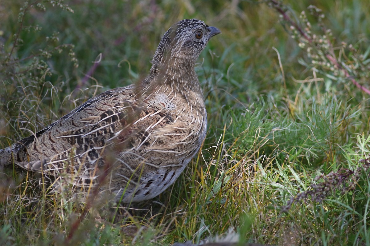 Daurian Partridge - ML180351581