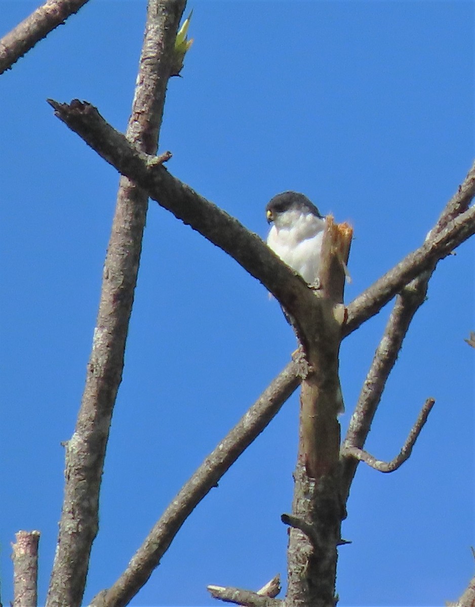 Sharp-shinned Hawk (White-breasted) - ML180352461