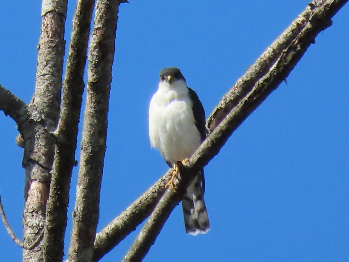 Sharp-shinned Hawk (White-breasted) - ML180352711