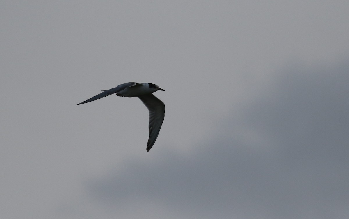 Common Tern (longipennis) - ML180353291