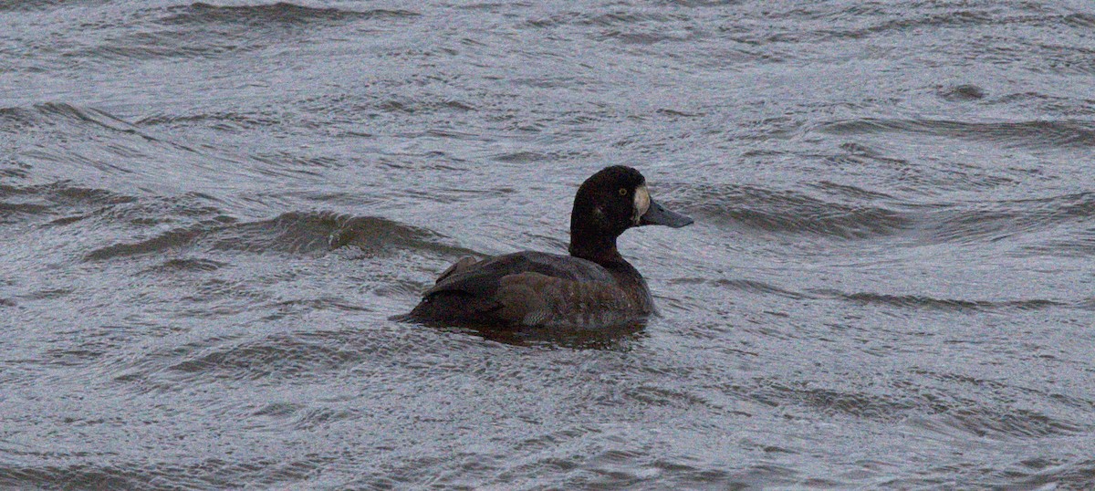 Greater Scaup - Blair Whyte