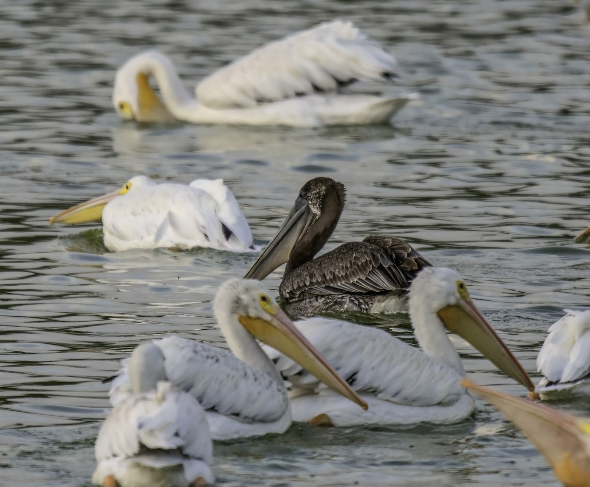 Brown Pelican - ML180354671