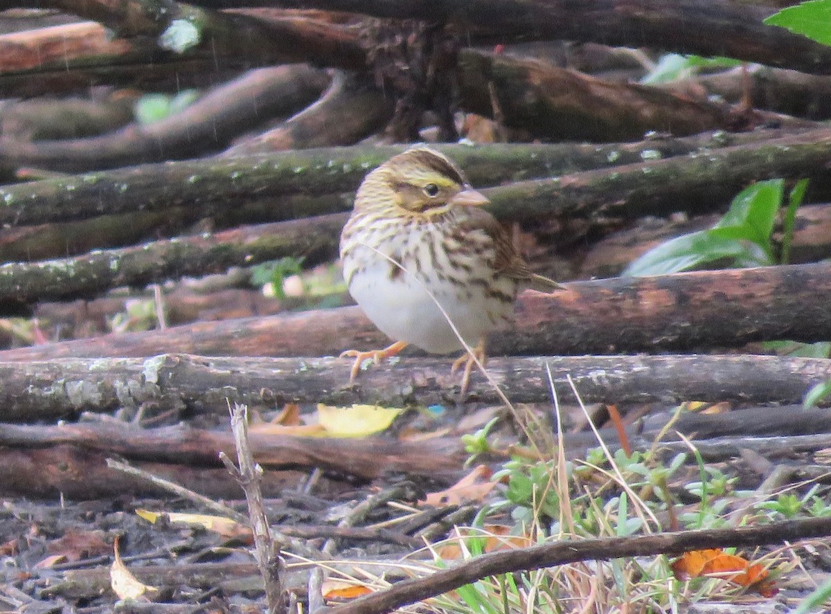 Savannah Sparrow - ML180355961
