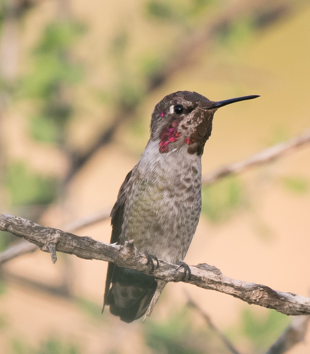 Anna's Hummingbird - ML180356661