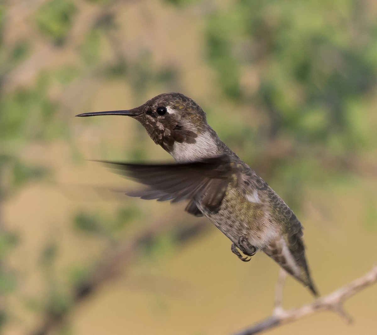 Anna's Hummingbird - ML180356671