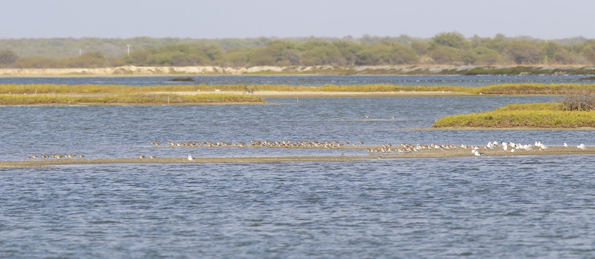 Red Knot - ML180357941