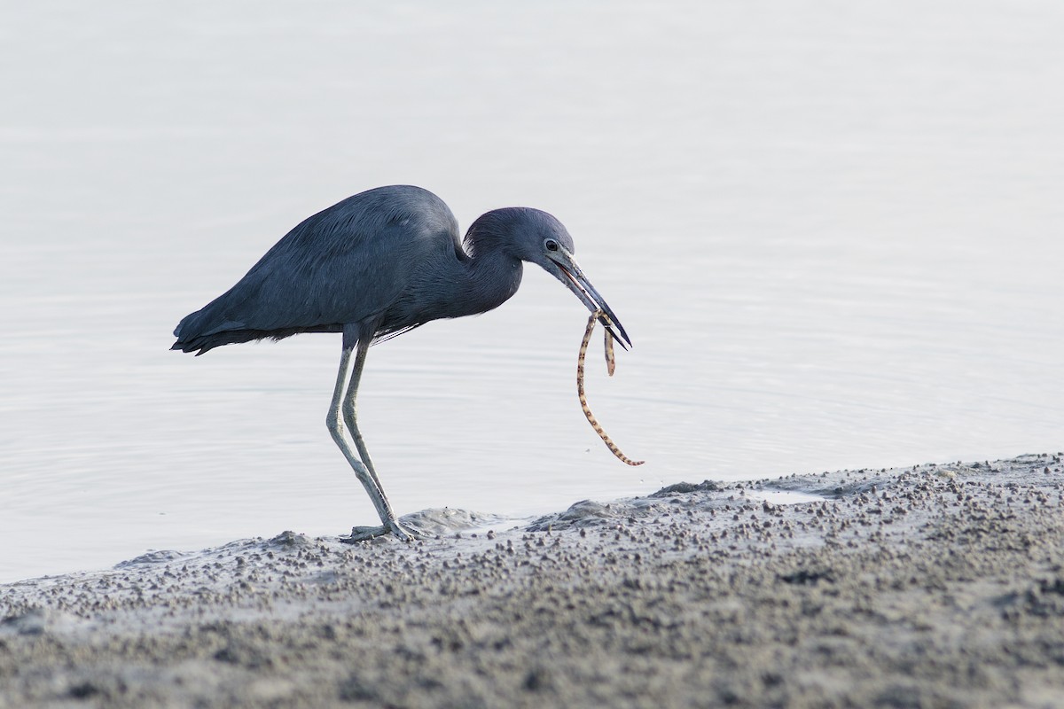 Little Blue Heron - ML180358421