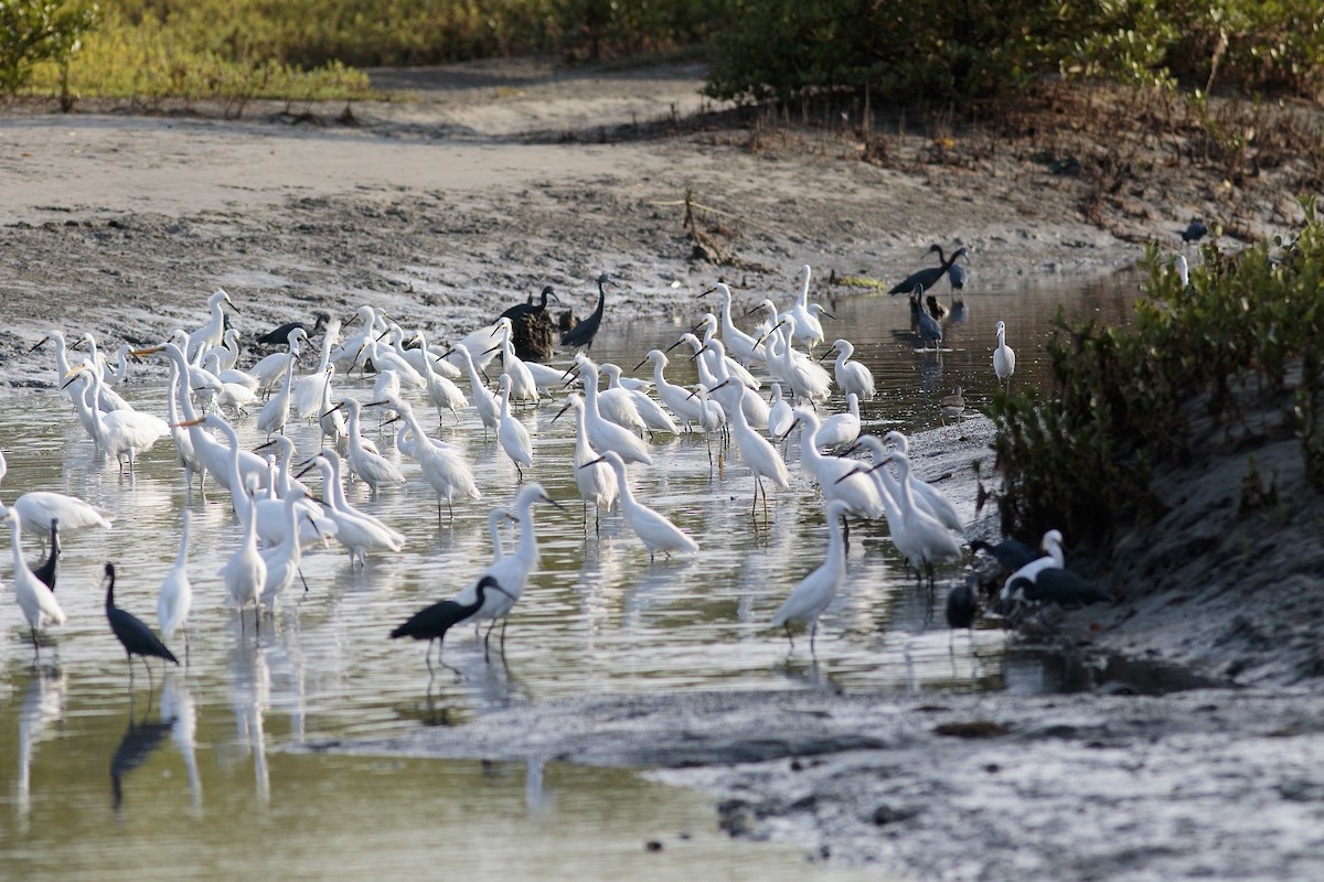 Snowy Egret - ML180358481