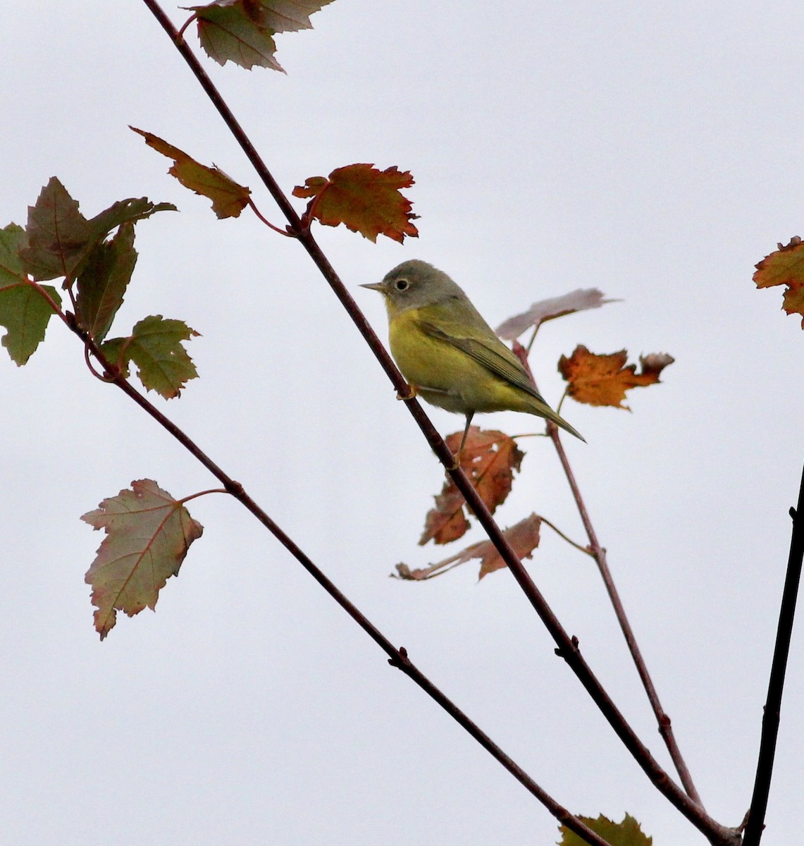 Nashville Warbler - ML180358801