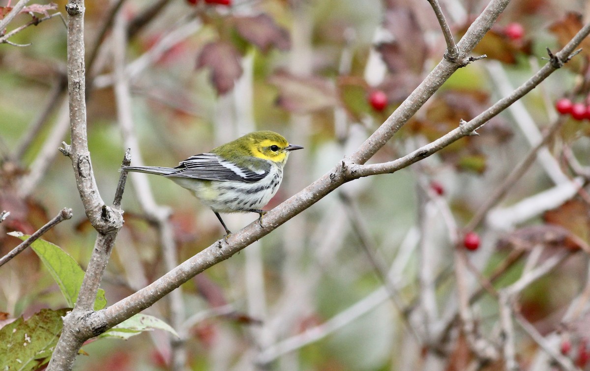 Black-throated Green Warbler - ML180358931