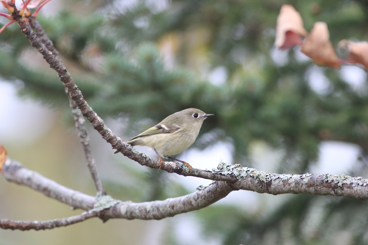 Ruby-crowned Kinglet - ML180358951