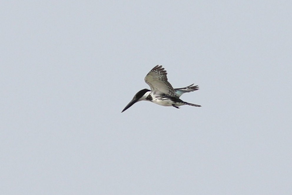 Martin-pêcheur d'Amazonie - ML180359211