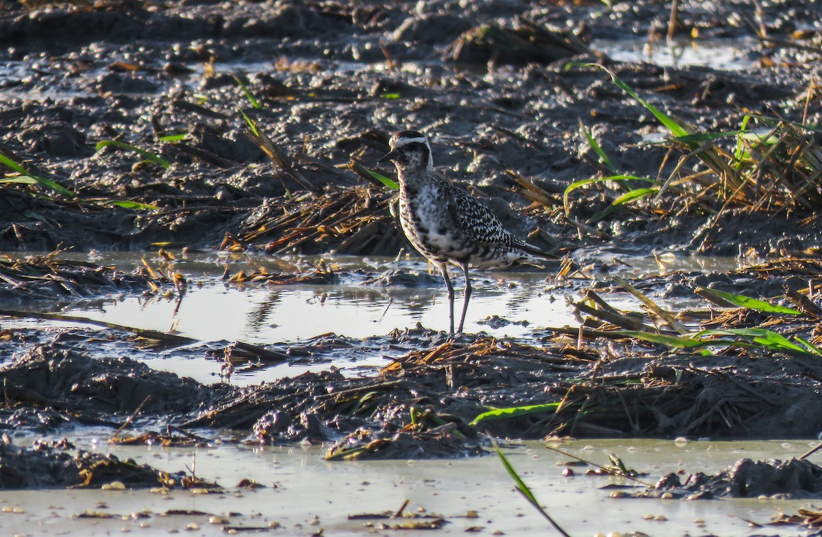 American Golden-Plover - Joan Balfagón