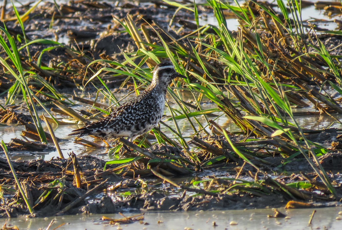 American Golden-Plover - ML180359731