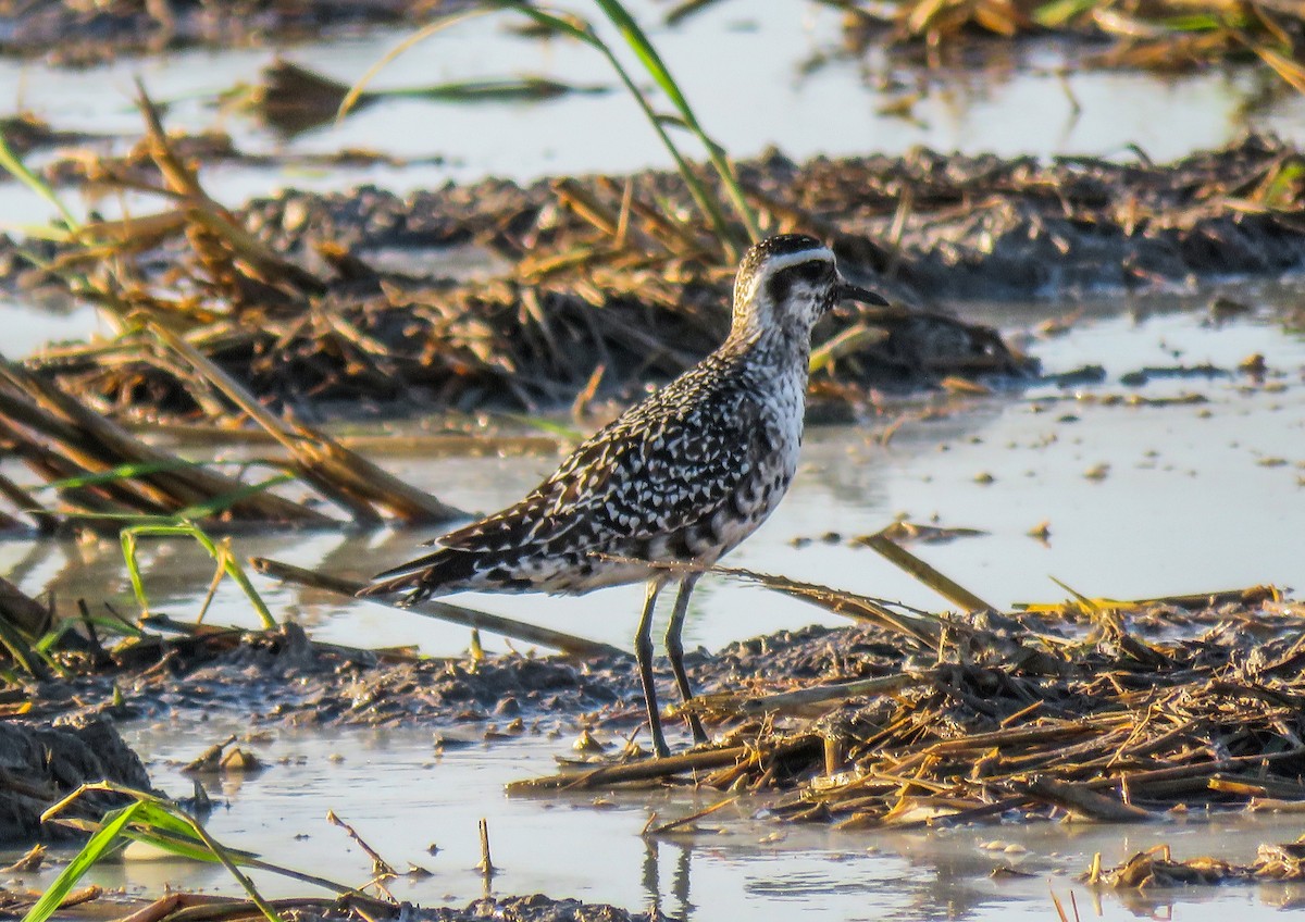 American Golden-Plover - ML180359741