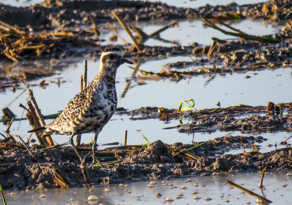 American Golden-Plover - Joan Balfagón