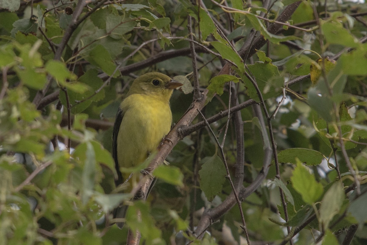 Scarlet Tanager - ML180360011