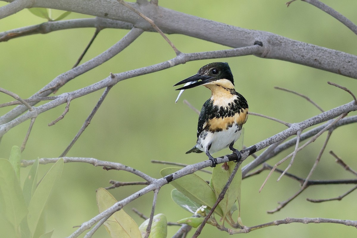 Green Kingfisher - Rafael Lima