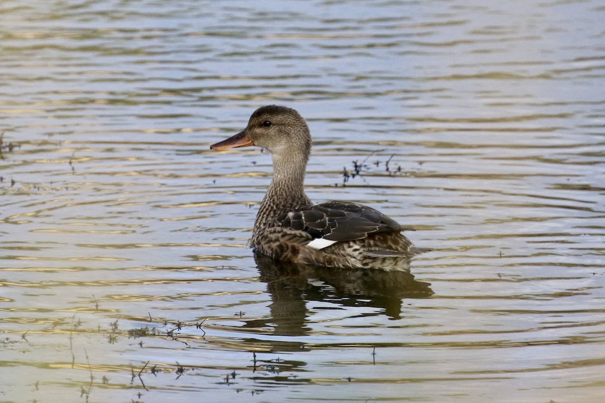 Gadwall - Russ Morgan