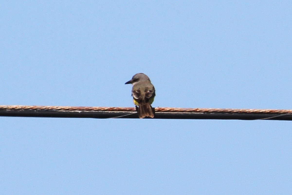 Tropical Kingbird - ML180362371