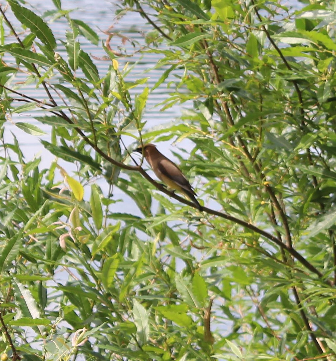 Cedar Waxwing - ML180363061