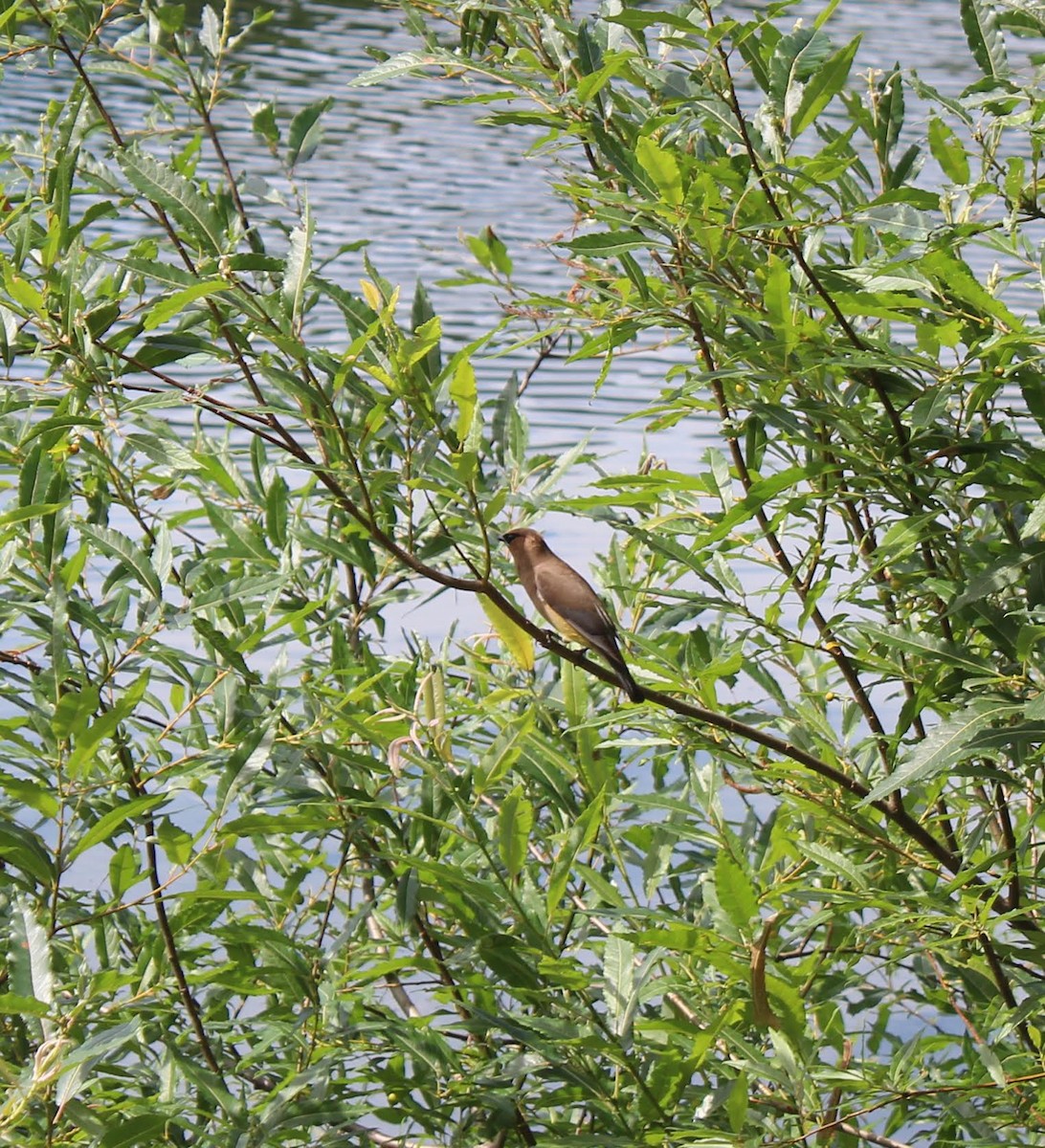 Cedar Waxwing - ML180363071