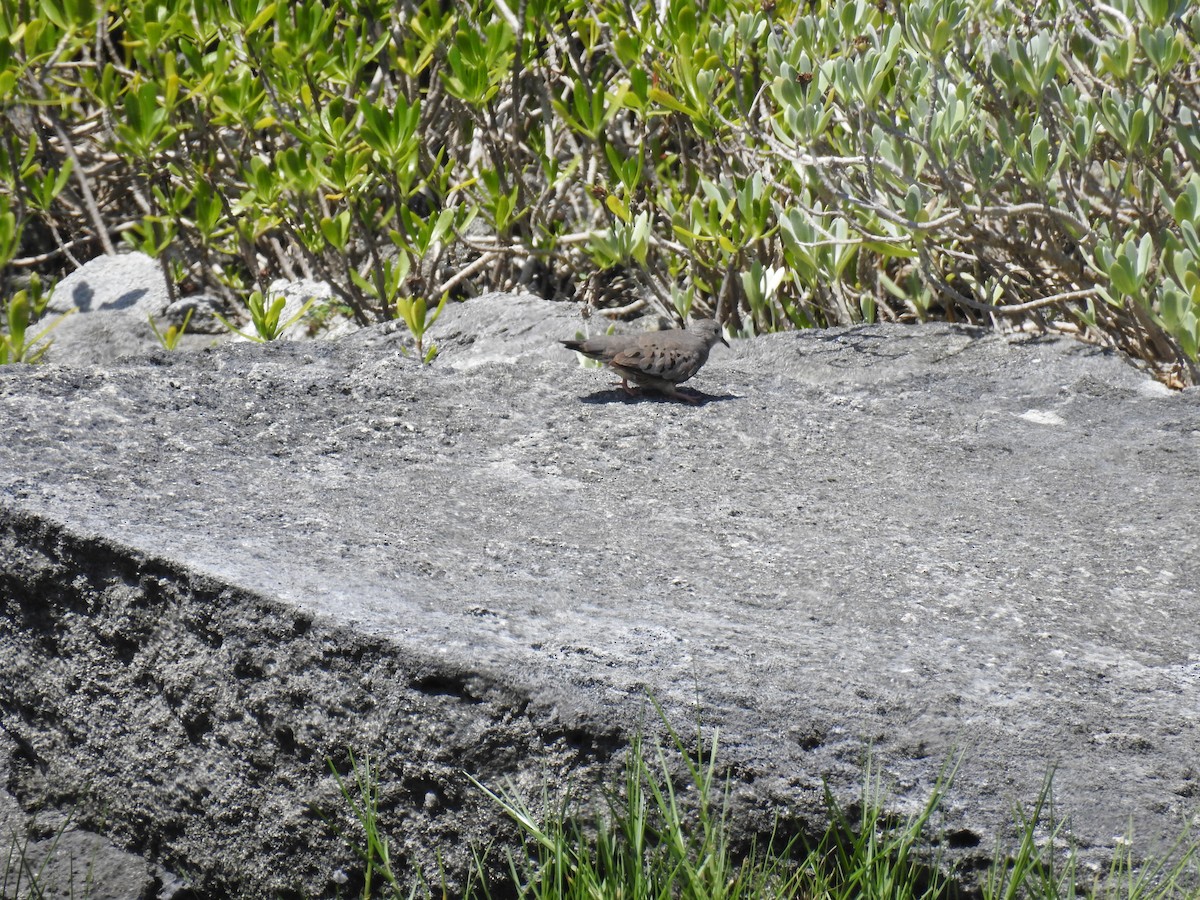 Common Ground Dove - Ana Paula Alminhana Maciel