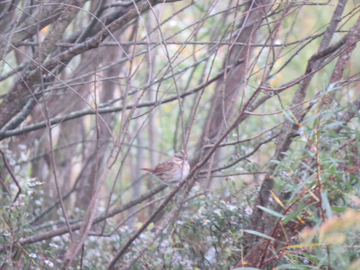 Lincoln's Sparrow - ML180364201