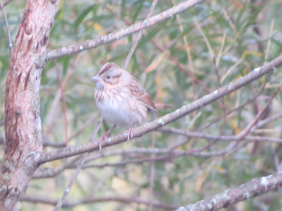 Lincoln's Sparrow - ML180364241