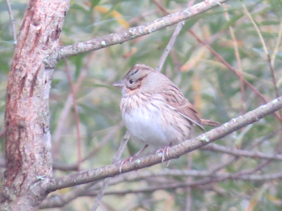 Lincoln's Sparrow - ML180364281