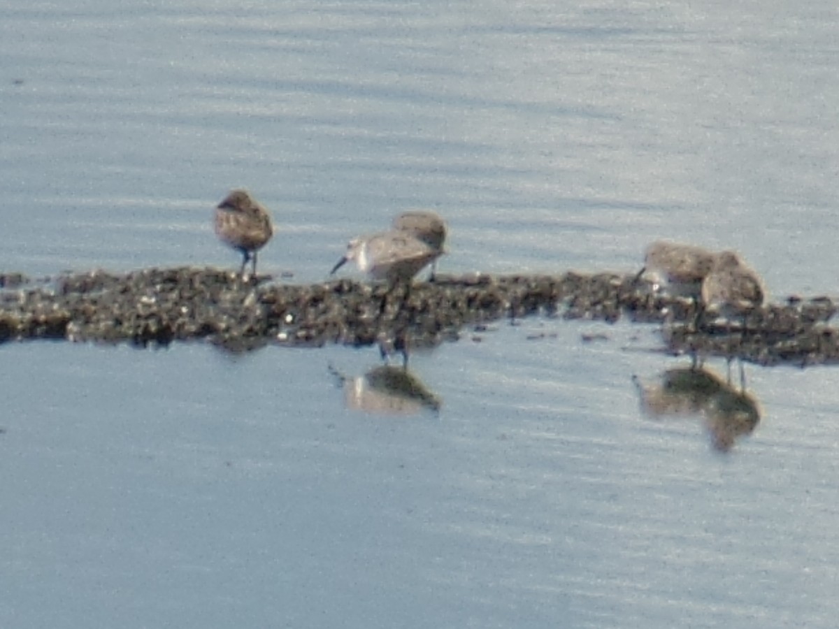 Western Sandpiper - ML180365941