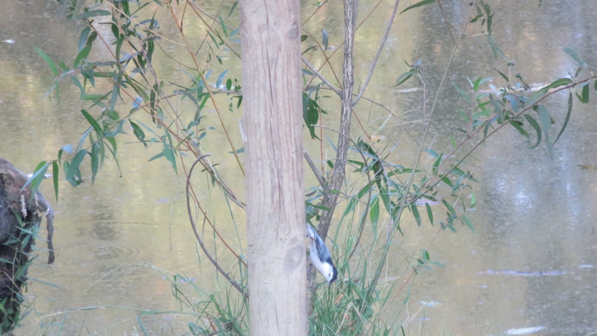 White-breasted Nuthatch - ML180367951