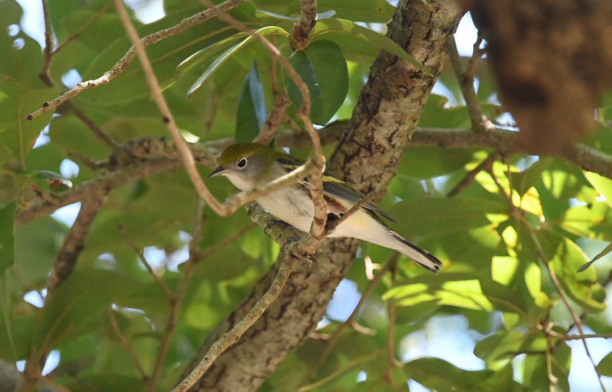 Chestnut-sided Warbler - ML180368601