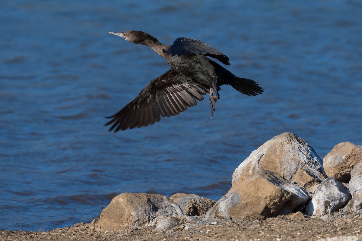 Little Black Cormorant - ML180368721